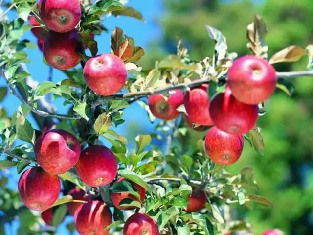 2026最新美剧网-苹果园自然风光