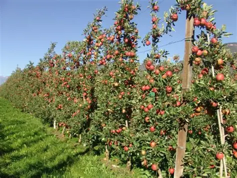 2026最新美剧网-苹果种植技术