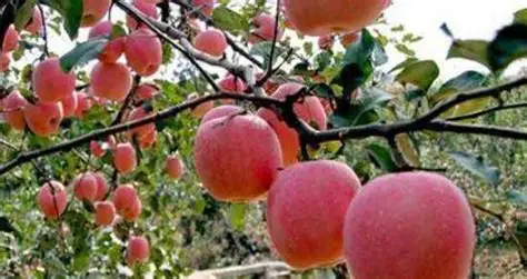 2026最新美剧网-苹果文化故事